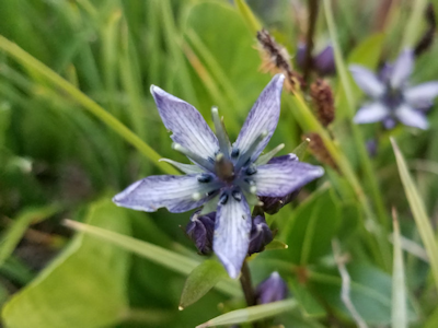 Completed flower puzzle